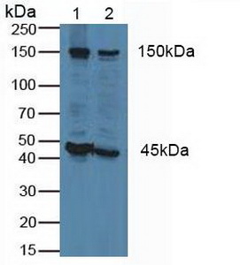 Polyclonal Antibody to Flightless I Homolog (FLII)