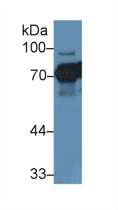 Polyclonal Antibody to Numb Homolog (NUMB)