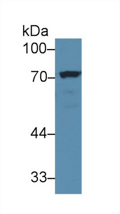 Polyclonal Antibody to Numb Homolog (NUMB)