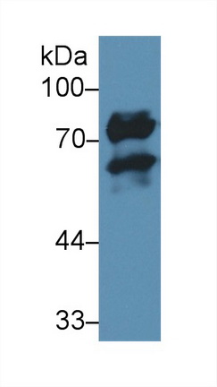 Polyclonal Antibody to Numb Homolog (NUMB)