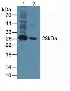 Polyclonal Antibody to NANOG Homeobox Protein (NANOG)