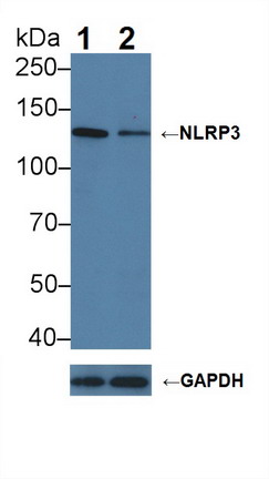 Polyclonal Antibody to NLR Family, Pyrin Domain Containing Protein 3 (NLRP3)