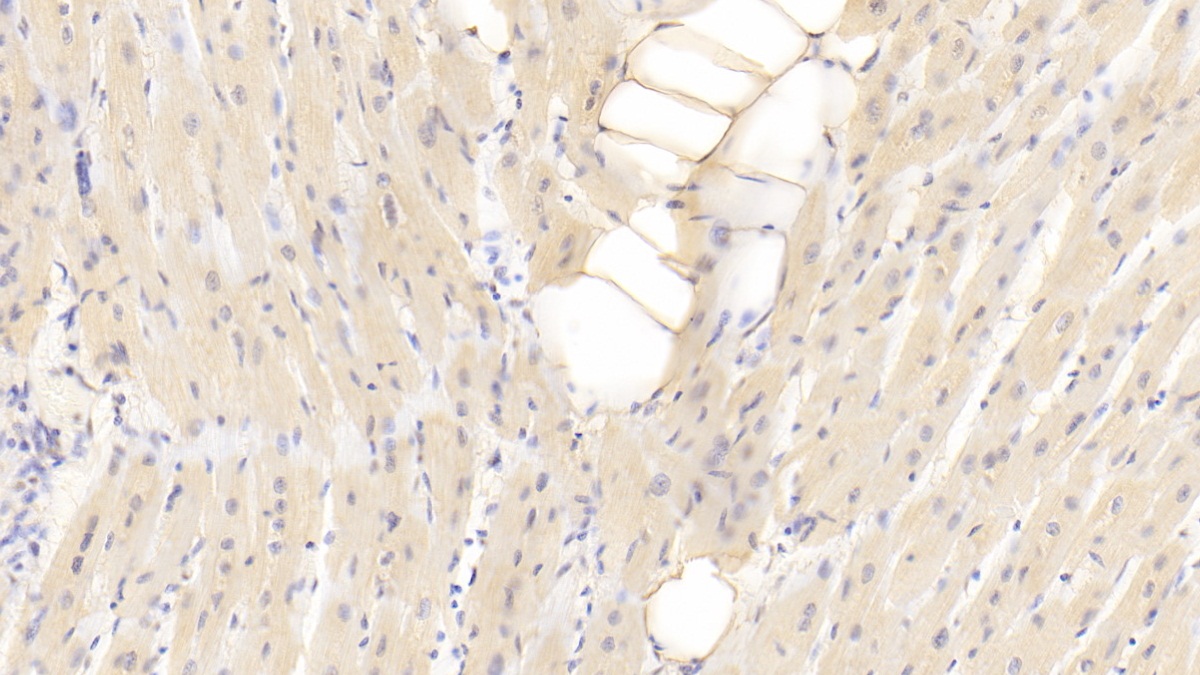 Polyclonal Antibody to DnaJ/HSP40 Homolog Subfamily C, Member 12 (DNAJC12)