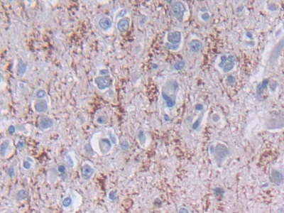 Polyclonal Antibody to L-Threonine Dehydrogenase (TDH)