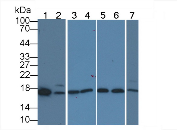 Polyclonal Antibody to L-Threonine Dehydrogenase (TDH)