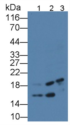 Polyclonal Antibody to L-Threonine Dehydrogenase (TDH)