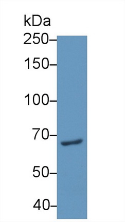 Polyclonal Antibody to Pescadillo Homolog 1 (PES1)