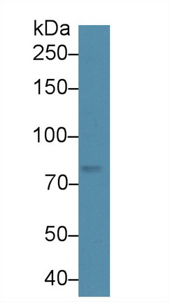 Polyclonal Antibody to A Disintegrin And Metalloproteinase With Thrombospondin 5 (ADAMTS5)