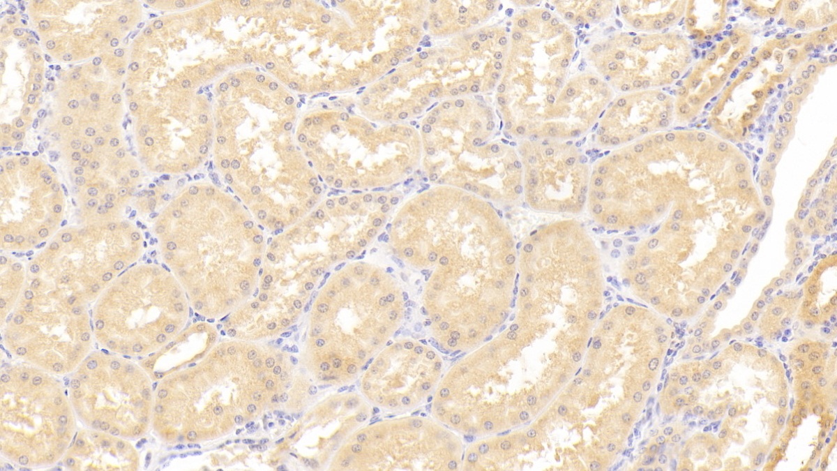 Polyclonal Antibody to A Disintegrin And Metalloproteinase With Thrombospondin 9 (ADAMTS9)