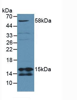 Polyclonal Antibody to Succinate Dehydrogenase Complex Subunit D (SDHD)