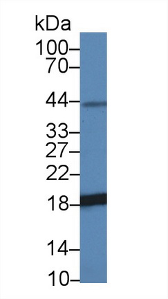 Polyclonal Antibody to Non Metastatic Cells 3, Protein NM23A Expressed In (NME3)