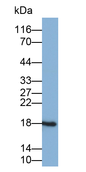 Polyclonal Antibody to Non Metastatic Cells 3, Protein NM23A Expressed In (NME3)