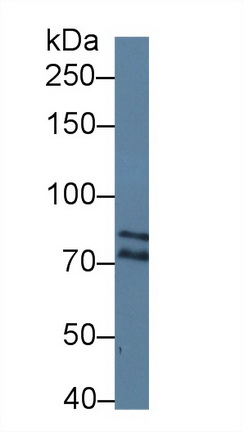 Polyclonal Antibody to Dicer 1, Ribonuclease Type III (DICER1)