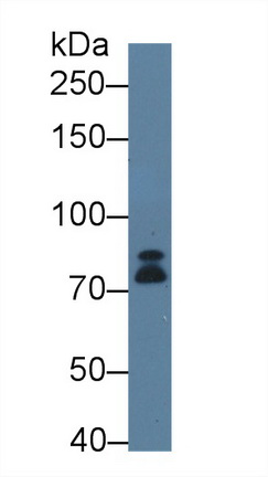 Polyclonal Antibody to Dicer 1, Ribonuclease Type III (DICER1)