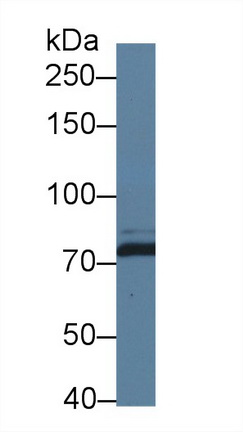 Polyclonal Antibody to Dicer 1, Ribonuclease Type III (DICER1)