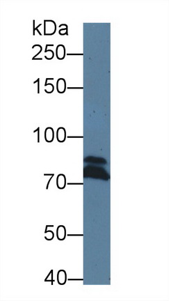 Polyclonal Antibody to Dicer 1, Ribonuclease Type III (DICER1)