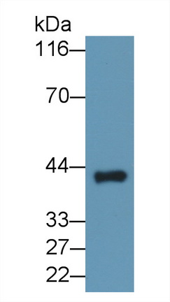 Polyclonal Antibody to Transmembrane Protein 27 (TMEM27)