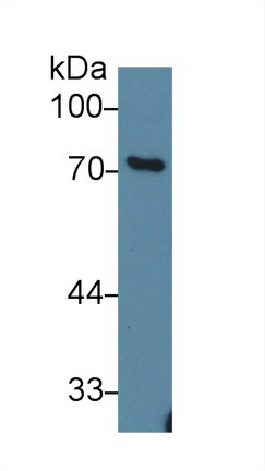 Polyclonal Antibody to GRB2 Associated Binding Protein 1 (GAB1)