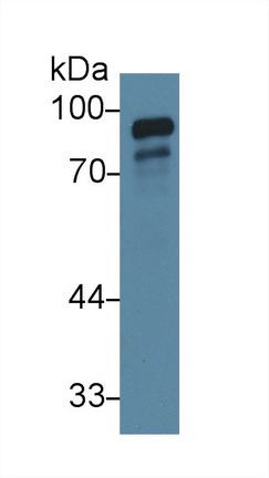 Polyclonal Antibody to GRB2 Associated Binding Protein 1 (GAB1)