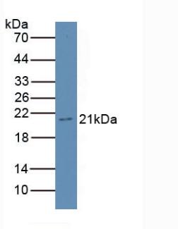 Polyclonal Antibody to Gastrokine 3 (GKN3)