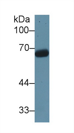 Polyclonal Antibody to T-Kininogen 1 (KNT1)