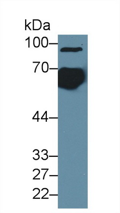 Polyclonal Antibody to T-Kininogen 1 (KNT1)