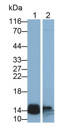 Polyclonal Antibody to Regenerating Islet Derived Protein 3 Beta (REG3b)