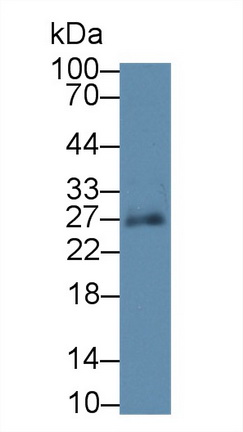 Polyclonal Antibody to Sprouty Homolog 3 (SPRY3)