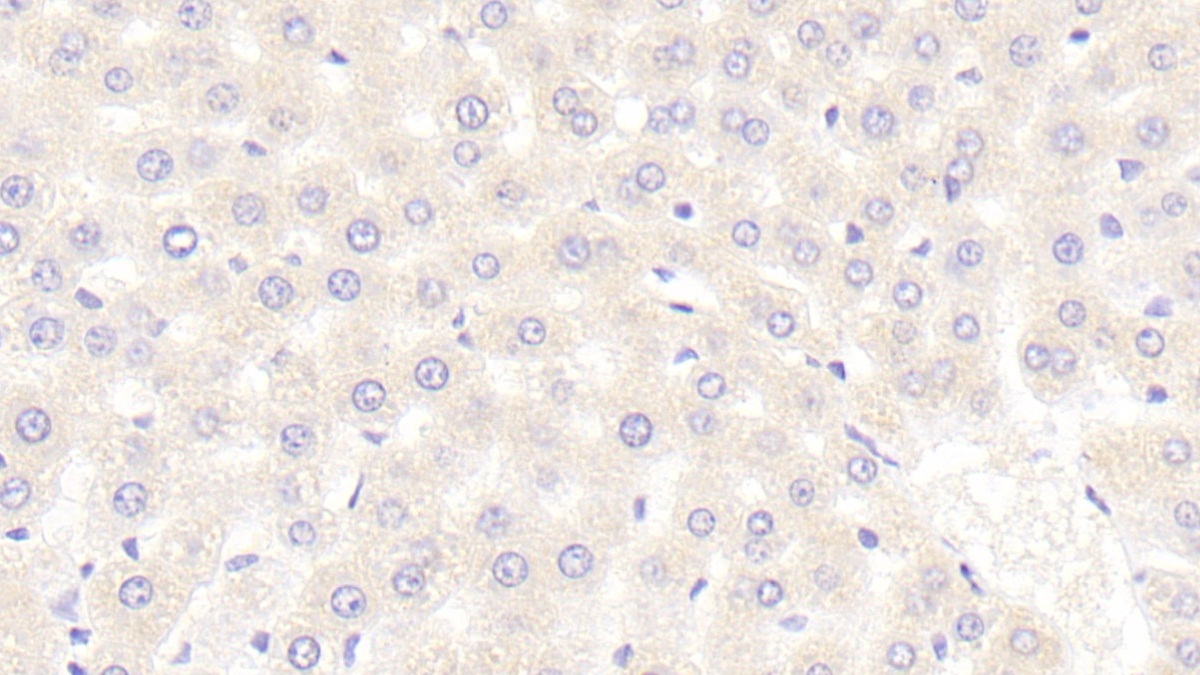 Polyclonal Antibody to Sprouty Homolog 3 (SPRY3)