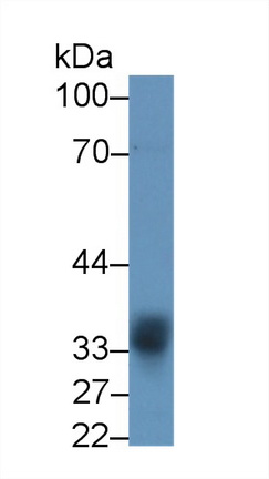 Polyclonal Antibody to Sprouty Homolog 2 (SPRY2)