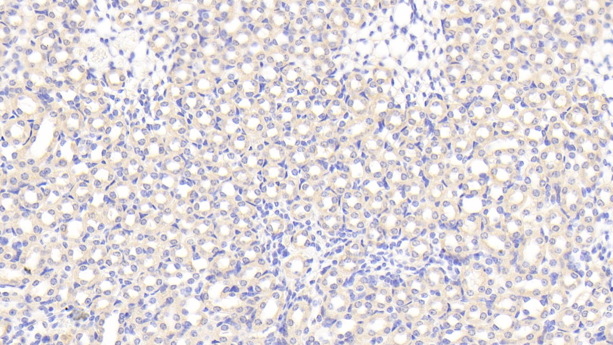 Polyclonal Antibody to Sprouty Homolog 2 (SPRY2)