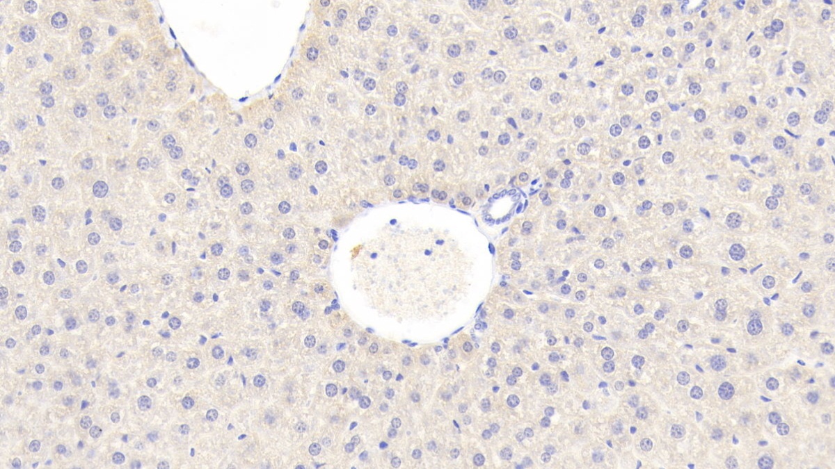 Polyclonal Antibody to Sprouty Homolog 2 (SPRY2)