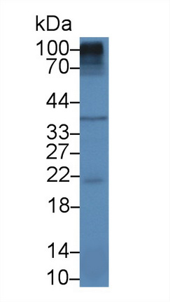 Polyclonal Antibody to Sprouty Homolog 1 (SPRY1)