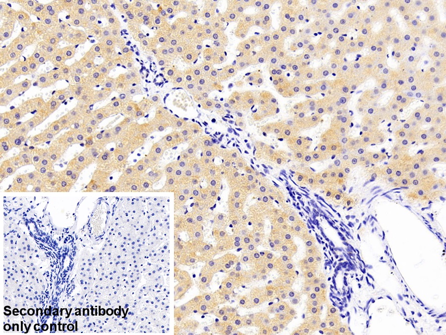 Polyclonal Antibody to Sprouty Homolog 1 (SPRY1)