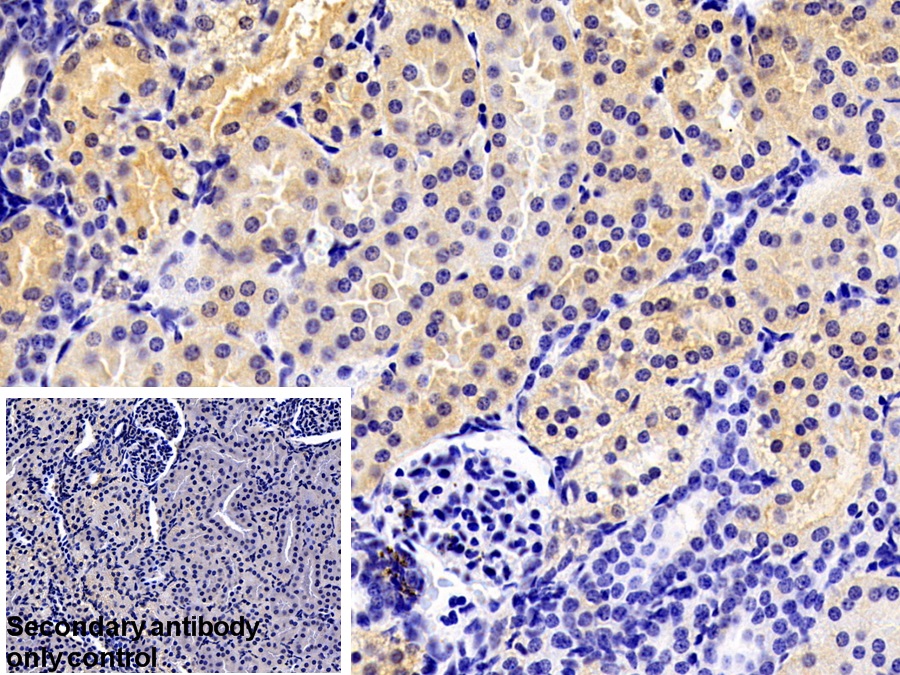 Polyclonal Antibody to Sprouty Homolog 1 (SPRY1)