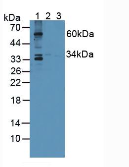 Polyclonal Antibody to Sprouty Homolog 1 (SPRY1)