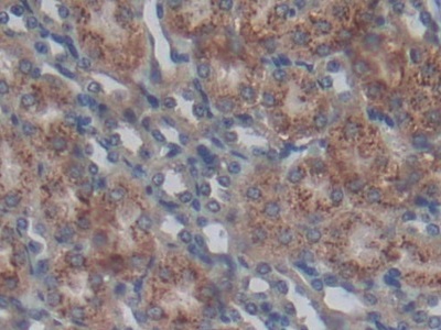 Polyclonal Antibody to Sprouty Homolog 1 (SPRY1)