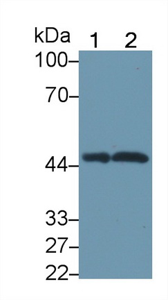 Polyclonal Antibody to Sprouty Related, EVH1 Domain Containing Protein 2 (SPRED2)