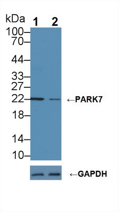 Polyclonal Antibody to Parkinson Disease Protein 7 (PARK7)