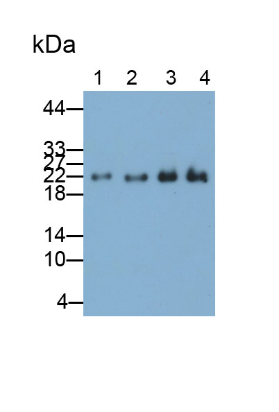 Polyclonal Antibody to Parkinson Disease Protein 7 (PARK7)