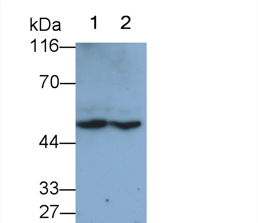 Polyclonal Antibody to Fibroblast Growth Factor Receptor Like Protein 1 (FGFRL1)