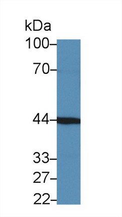 Polyclonal Antibody to Fibroblast Growth Factor Receptor Like Protein 1 (FGFRL1)