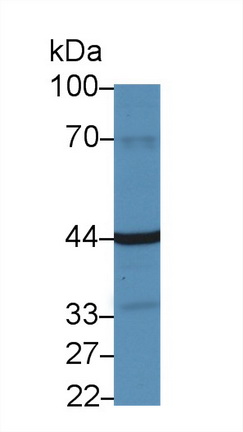 Polyclonal Antibody to Fibroblast Growth Factor Receptor Like Protein 1 (FGFRL1)