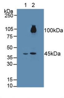 Polyclonal Antibody to Fibroblast Growth Factor Receptor Like Protein 1 (FGFRL1)