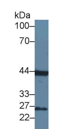 Polyclonal Antibody to Fibroblast Growth Factor 15 (FGF15)