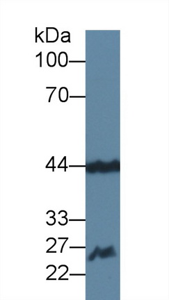 Polyclonal Antibody to Fibroblast Growth Factor 15 (FGF15)