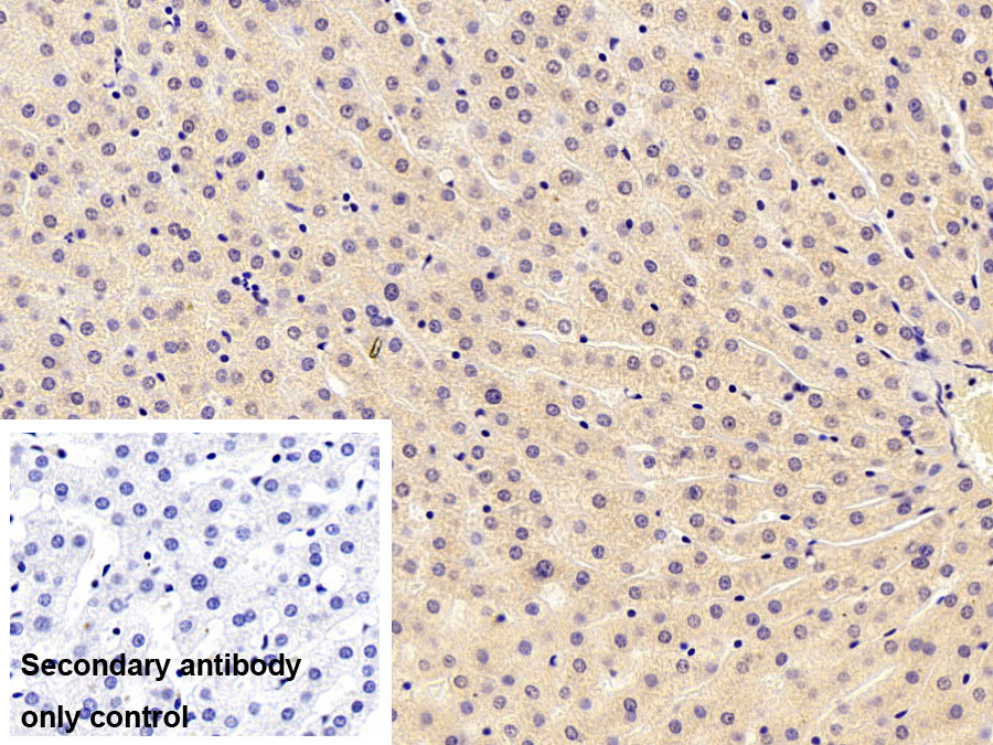 Polyclonal Antibody to Autophagy Related Protein 7 (ATG7)