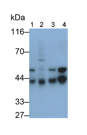 Polyclonal Antibody to Alpha-2-Glycoprotein 1, Zinc Binding (aZGP1)