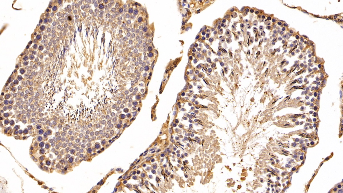 Polyclonal Antibody to B-Cell CLL/Lymphoma 2 Like Protein 2 (Bcl2L2)