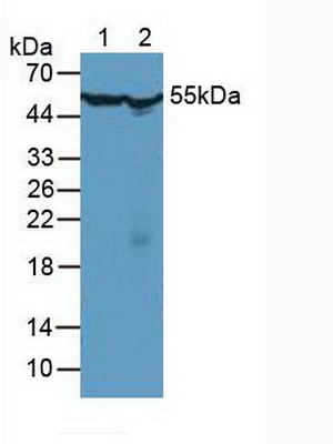 Polyclonal Antibody to Chaperonin Containing TCP1, Subunit 2 (CCT2)